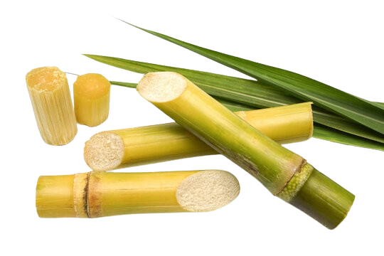 Sugarcane